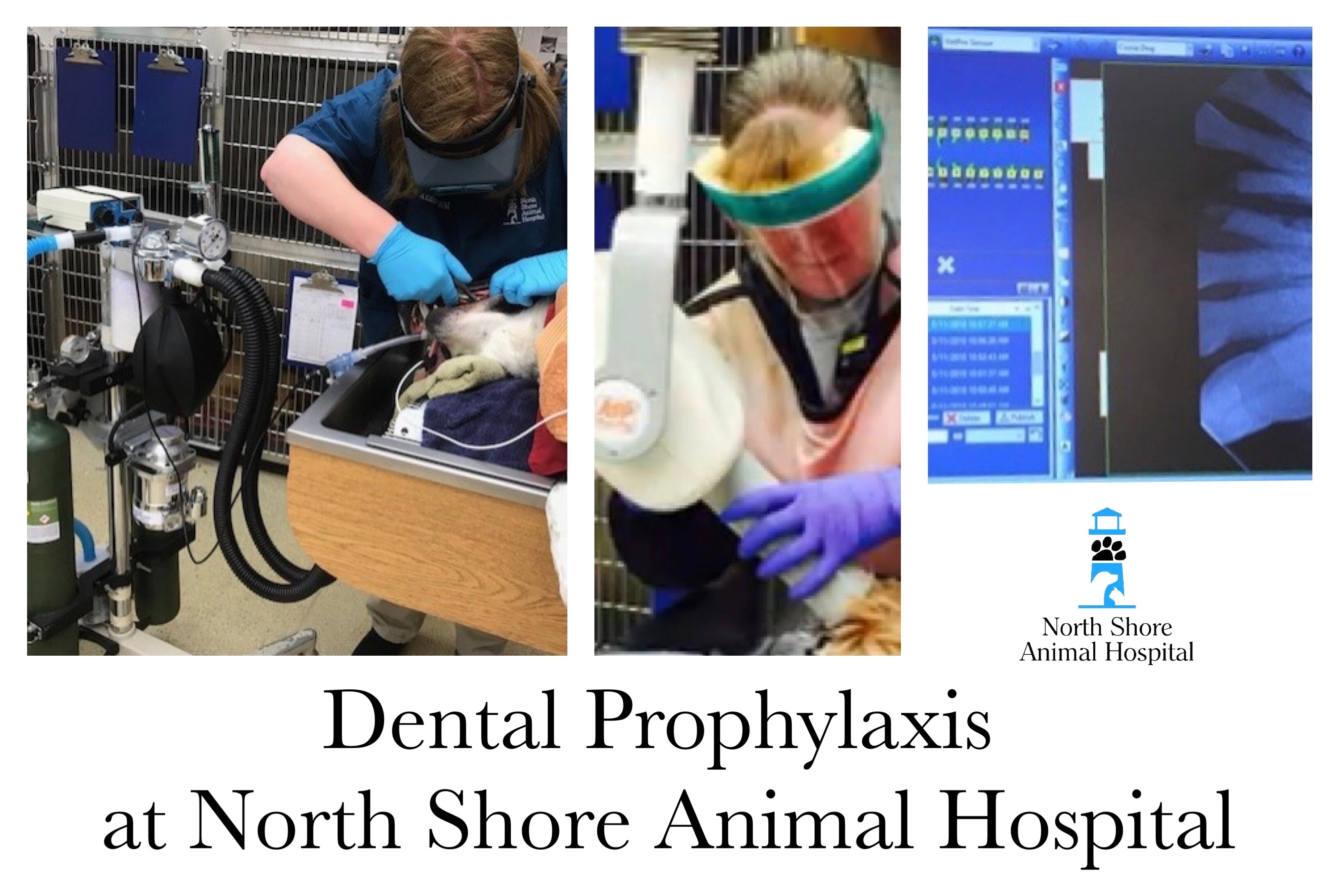 North Shore Animal Hospital Dental Procedure